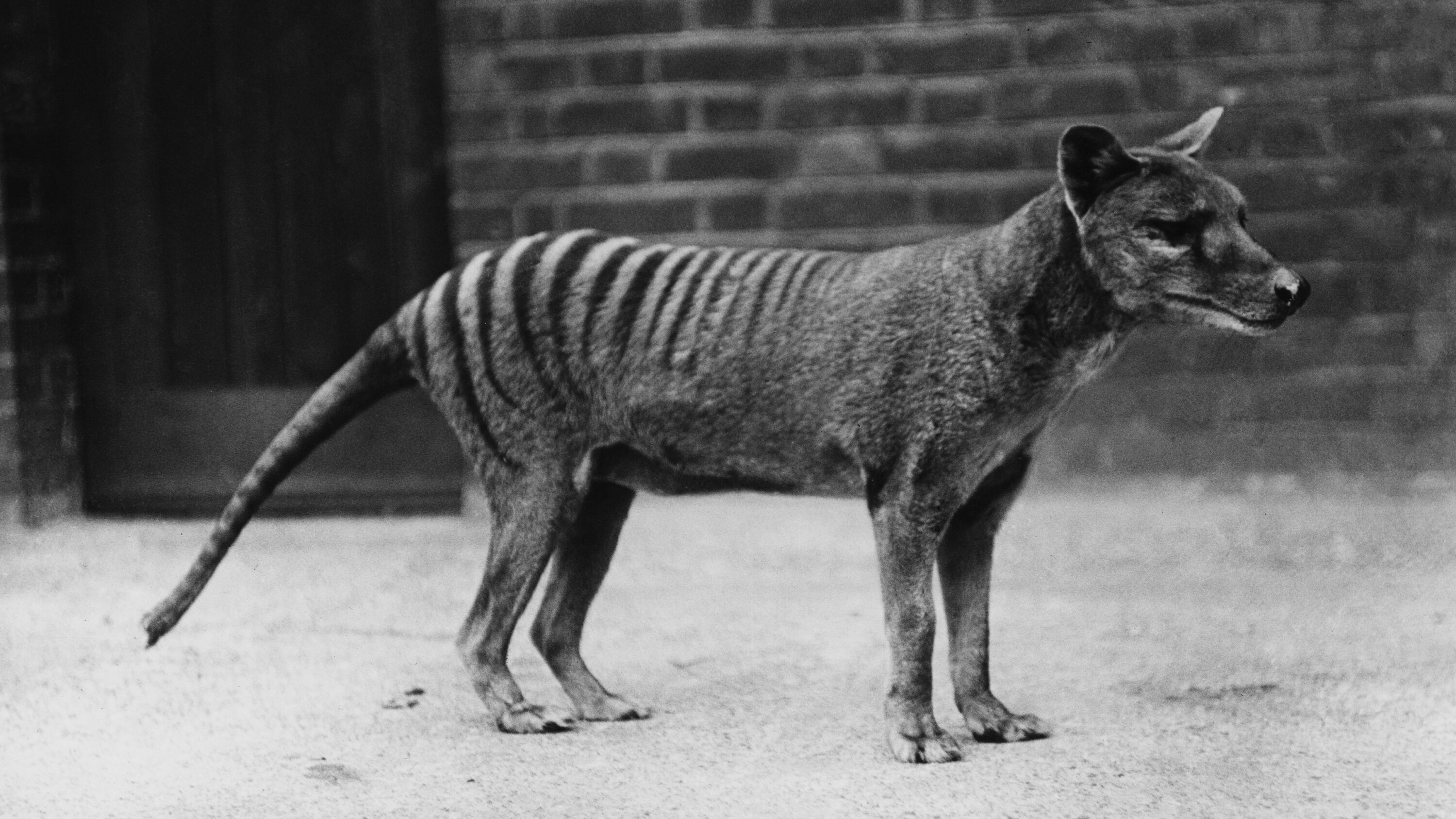 Extinct Creatures That May Still Exist