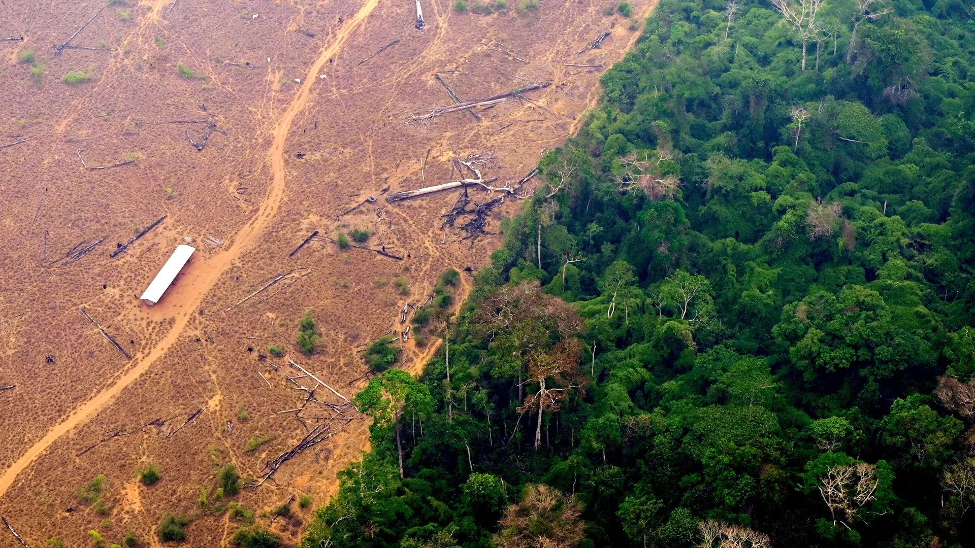 What Will Happen If Deforestation Continues