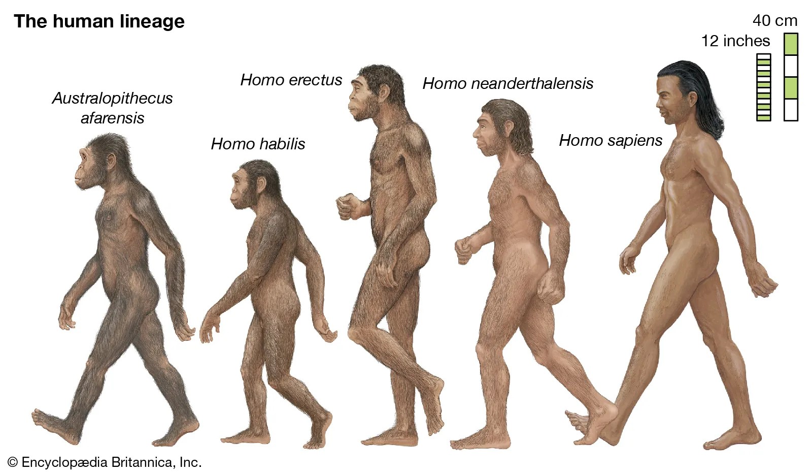 Did Humans Evolve From Chimpanzees